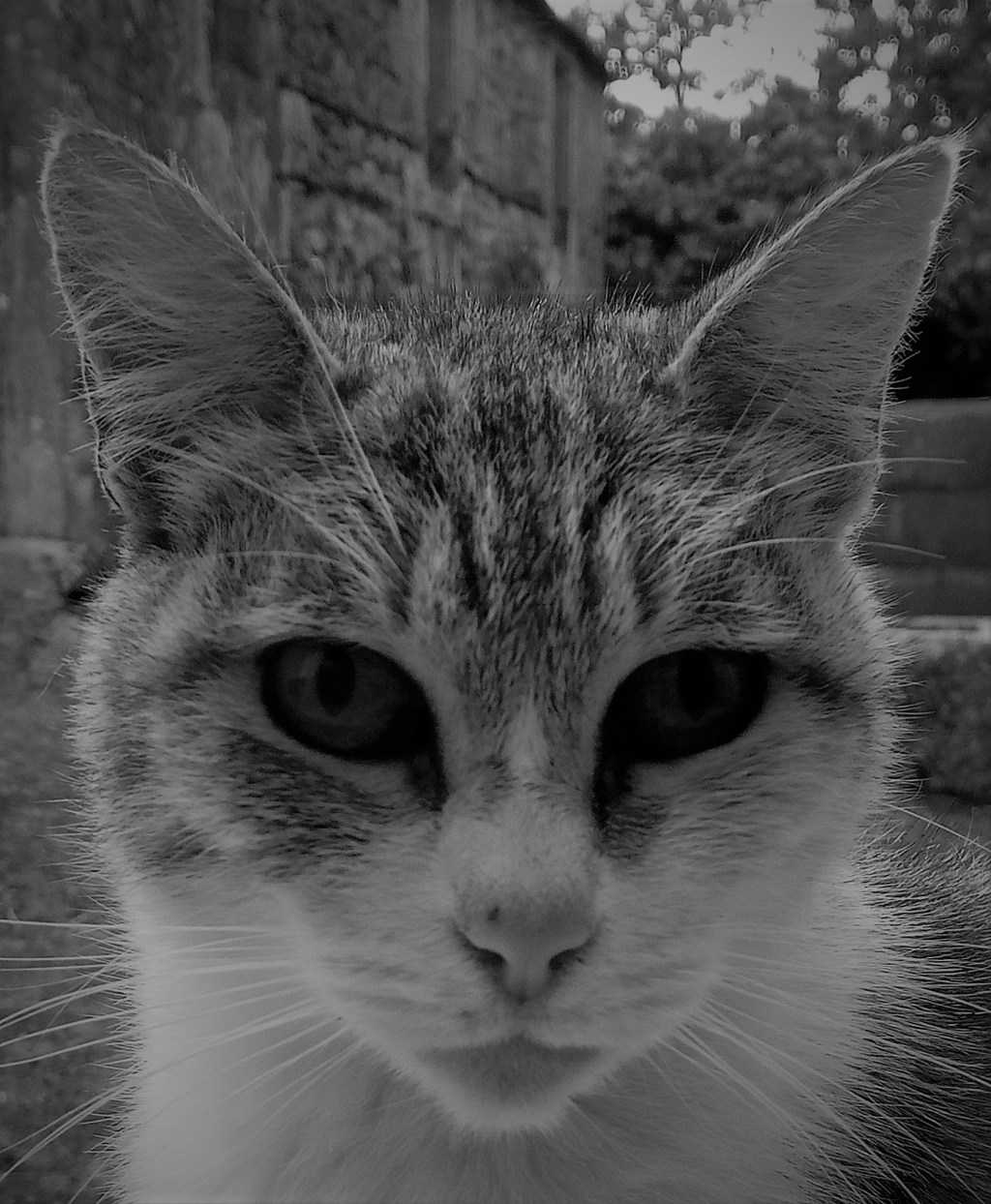 Como tórtola de&nbsp;cristal